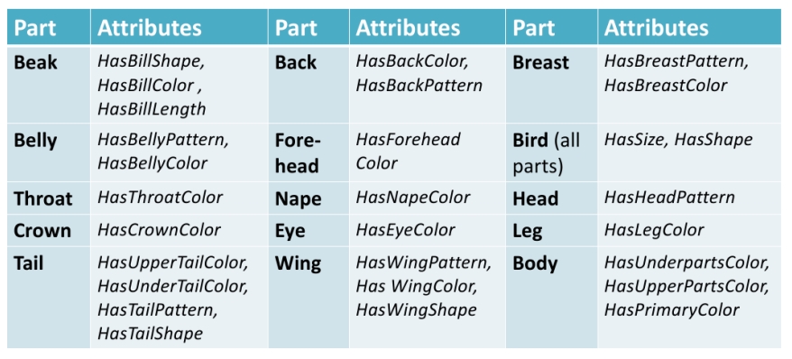 bird attributes